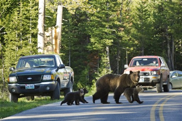 Where S A Yellowstone Bear Look On Your Phone   Yellowstone Wildlife Apps 527213737 V2 